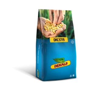 Kukurydza DKC 3719