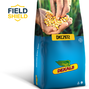 Kukurydza DKC 2972