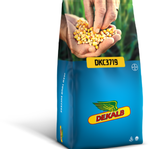 Kukurydza DKC 3719