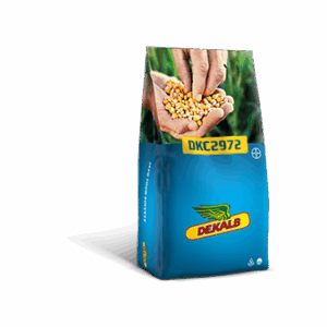 Kukurydza DKC 2972
