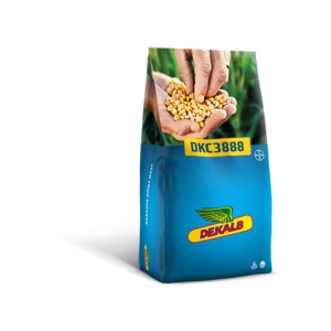 Kukurydza DKC 3888