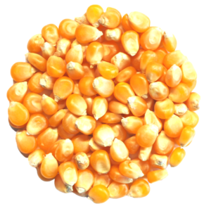 Kukurydza
