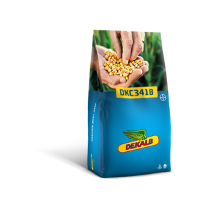Kukurydza DKC 3418