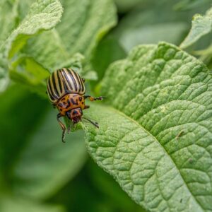 Insektycydy